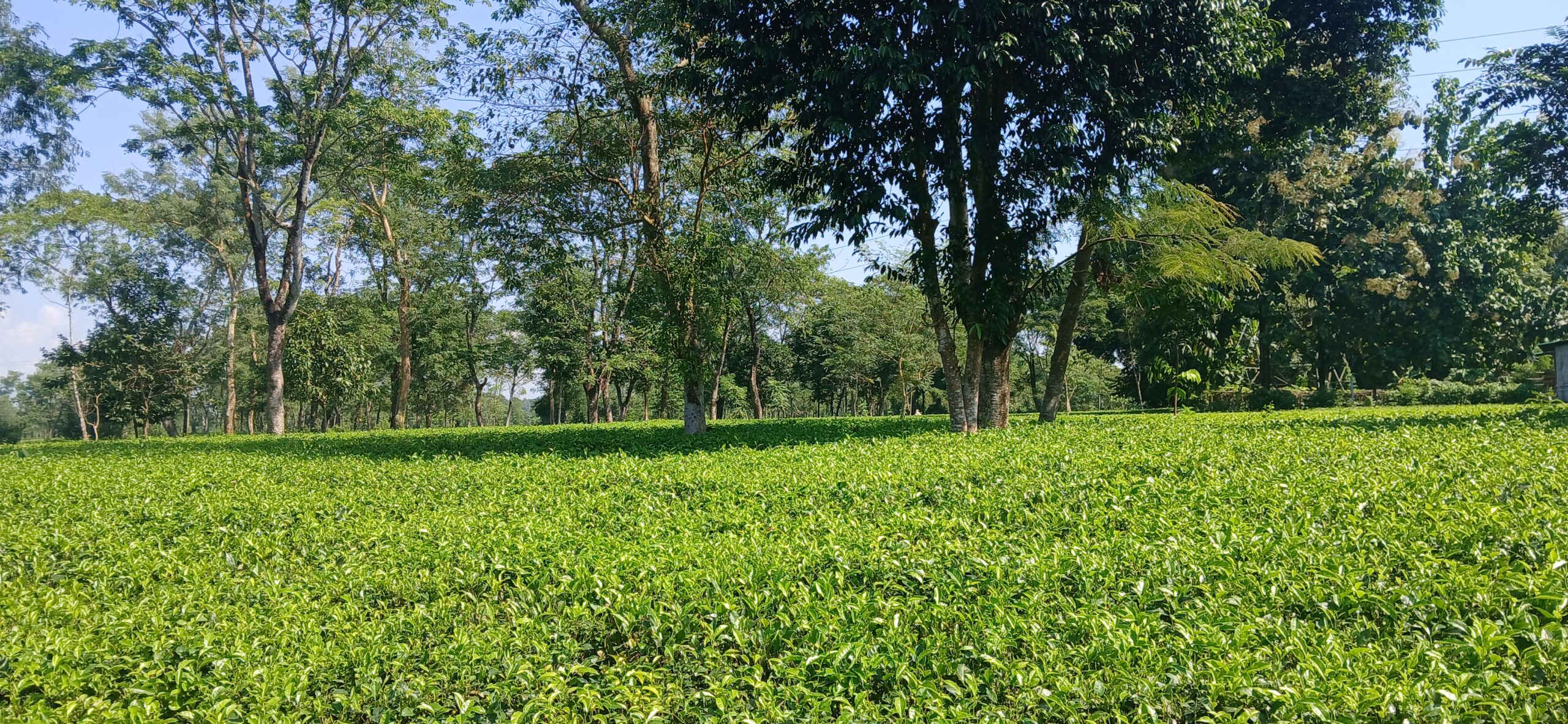 Quality Room Service